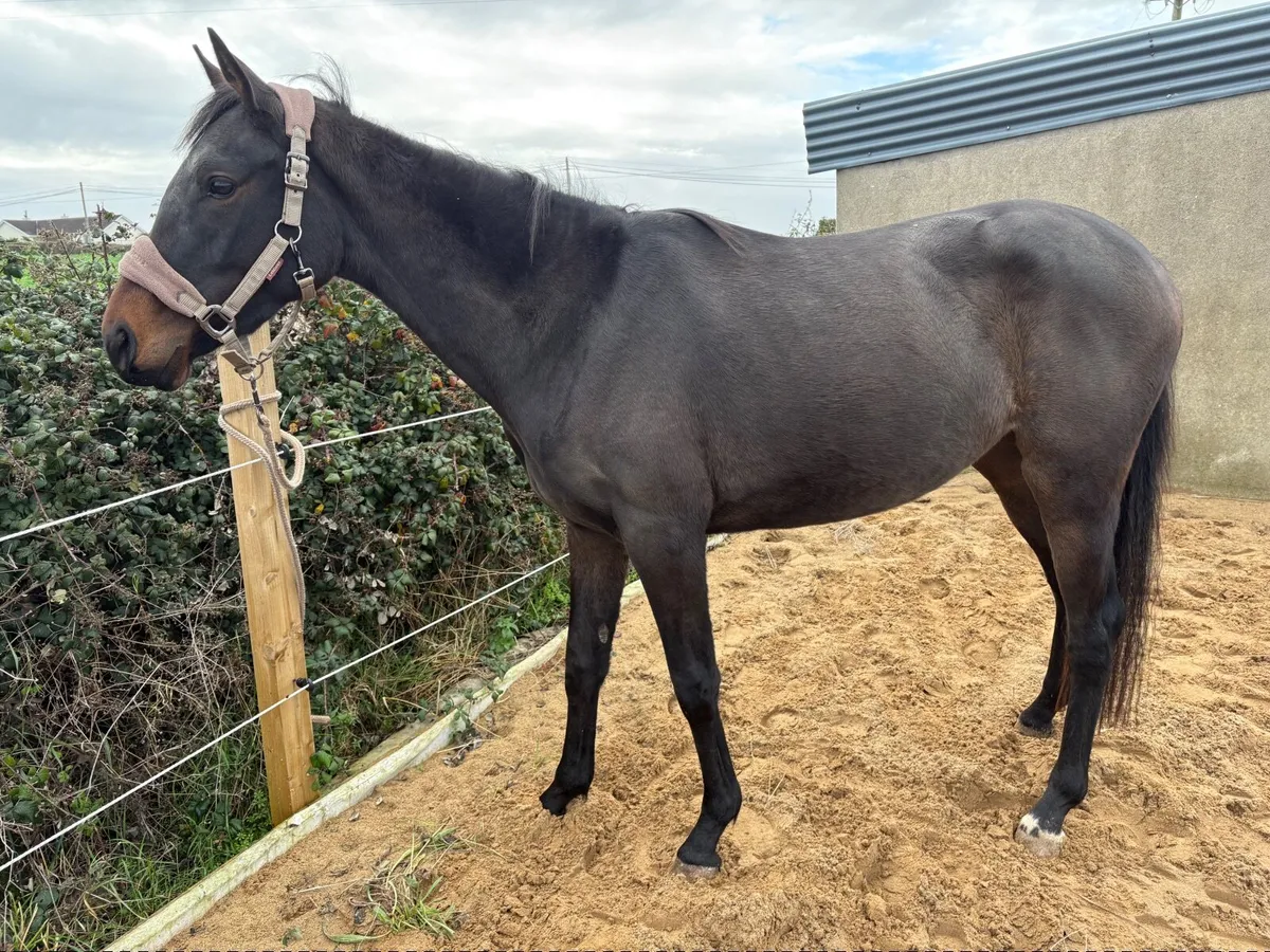 Rising 3yo filly - Image 4