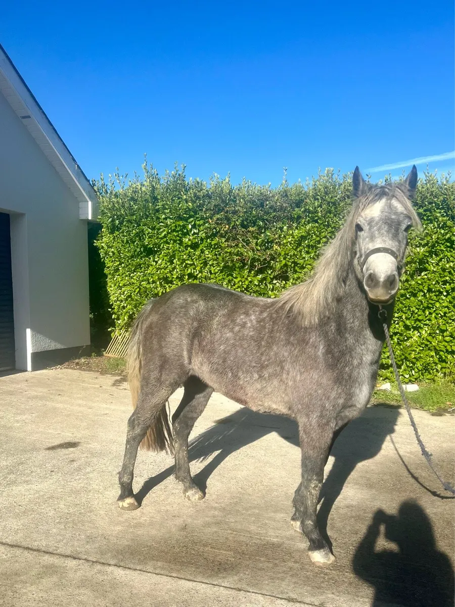 3 year old connemara filly. - Image 1