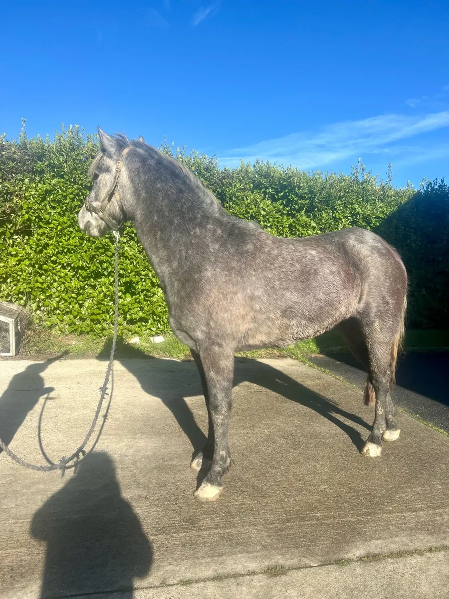 3 year old connemara filly. - Image 2