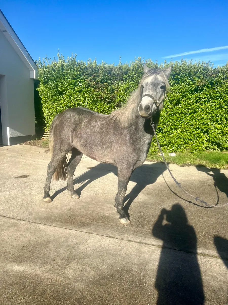 3 year old connemara filly. - Image 3