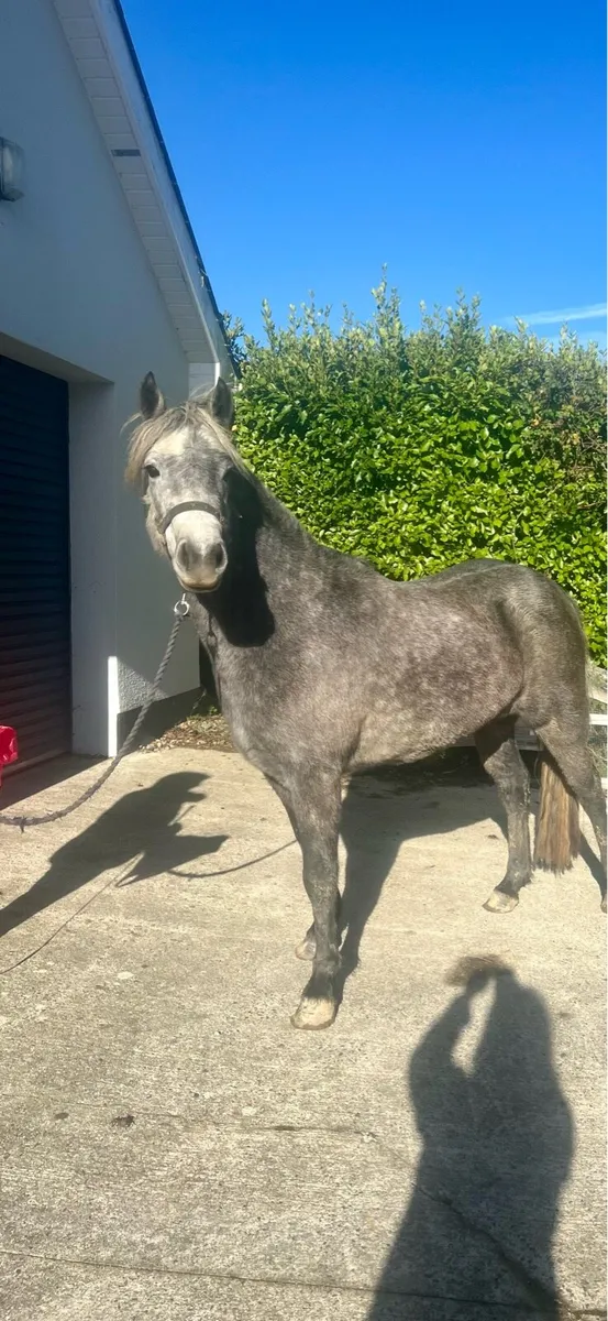 3 year old connemara filly. - Image 4