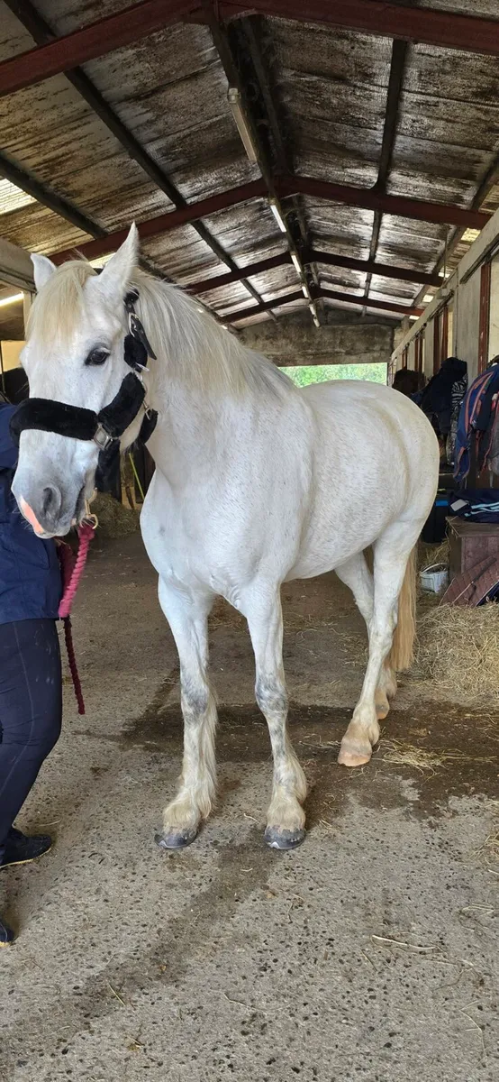 Connemara pony 14.2H - Image 1