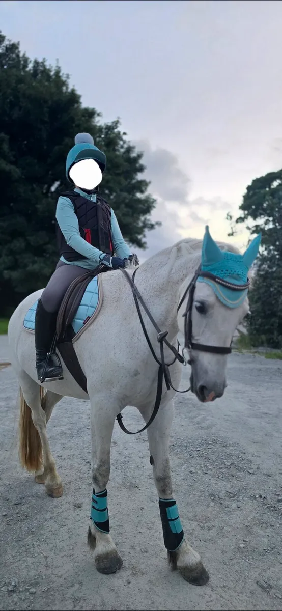 Connemara pony 14.2H - Image 2