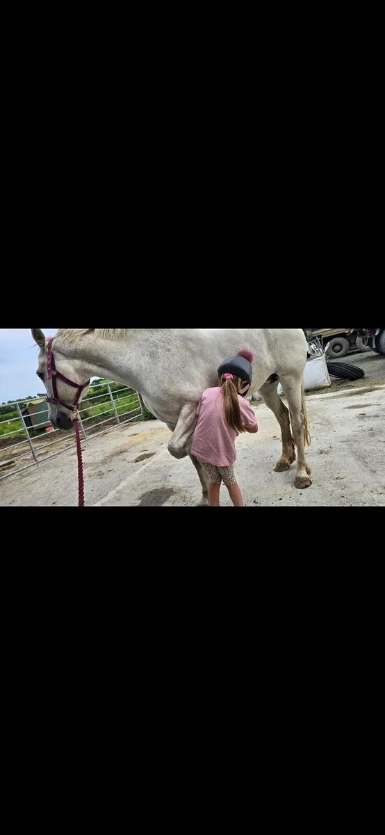Connemara pony 14.2H - Image 3