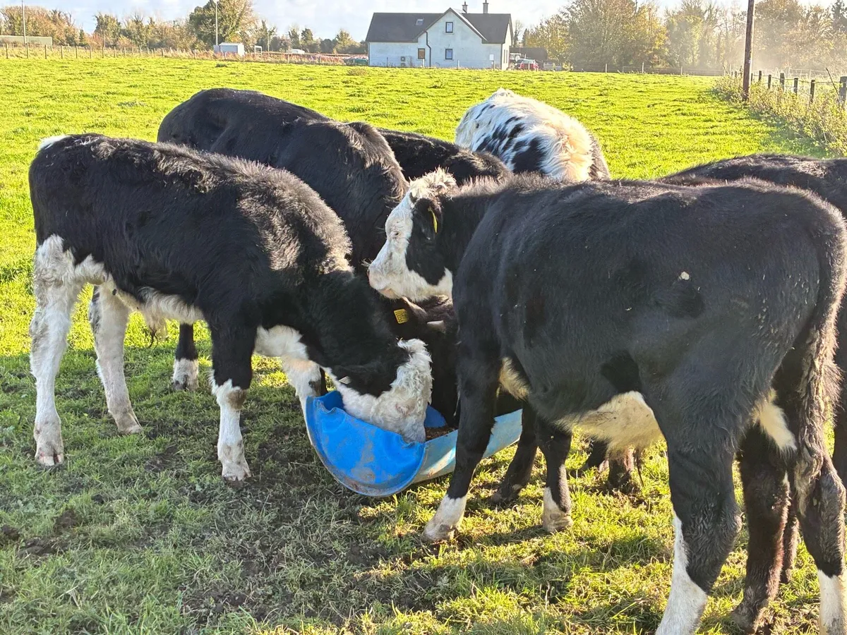 5 lovely bullocks for sale - Image 2