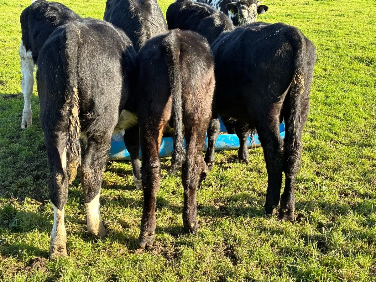 5 lovely bullocks for sale - Image 3