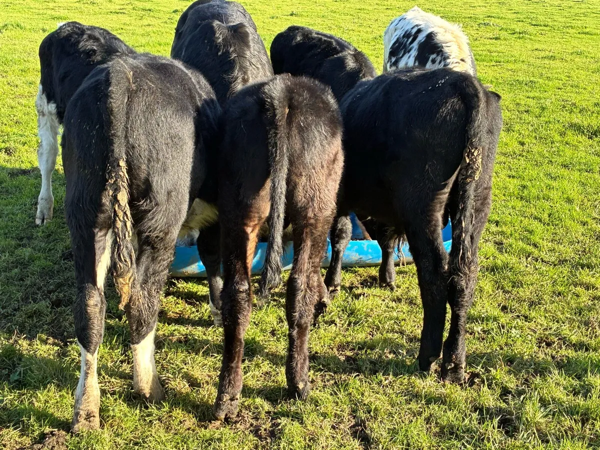 5 lovely bullocks for sale - Image 4