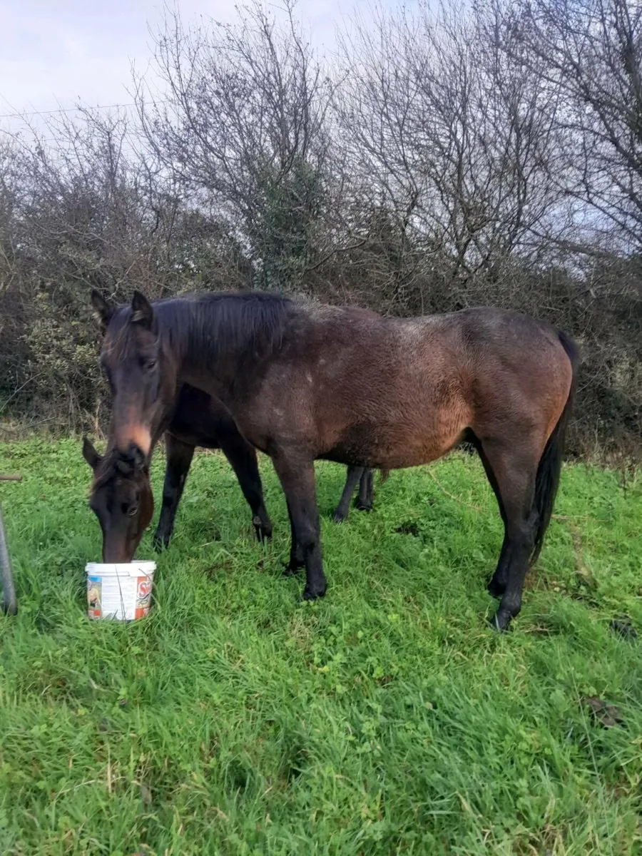 3 yr old gelding - Image 1