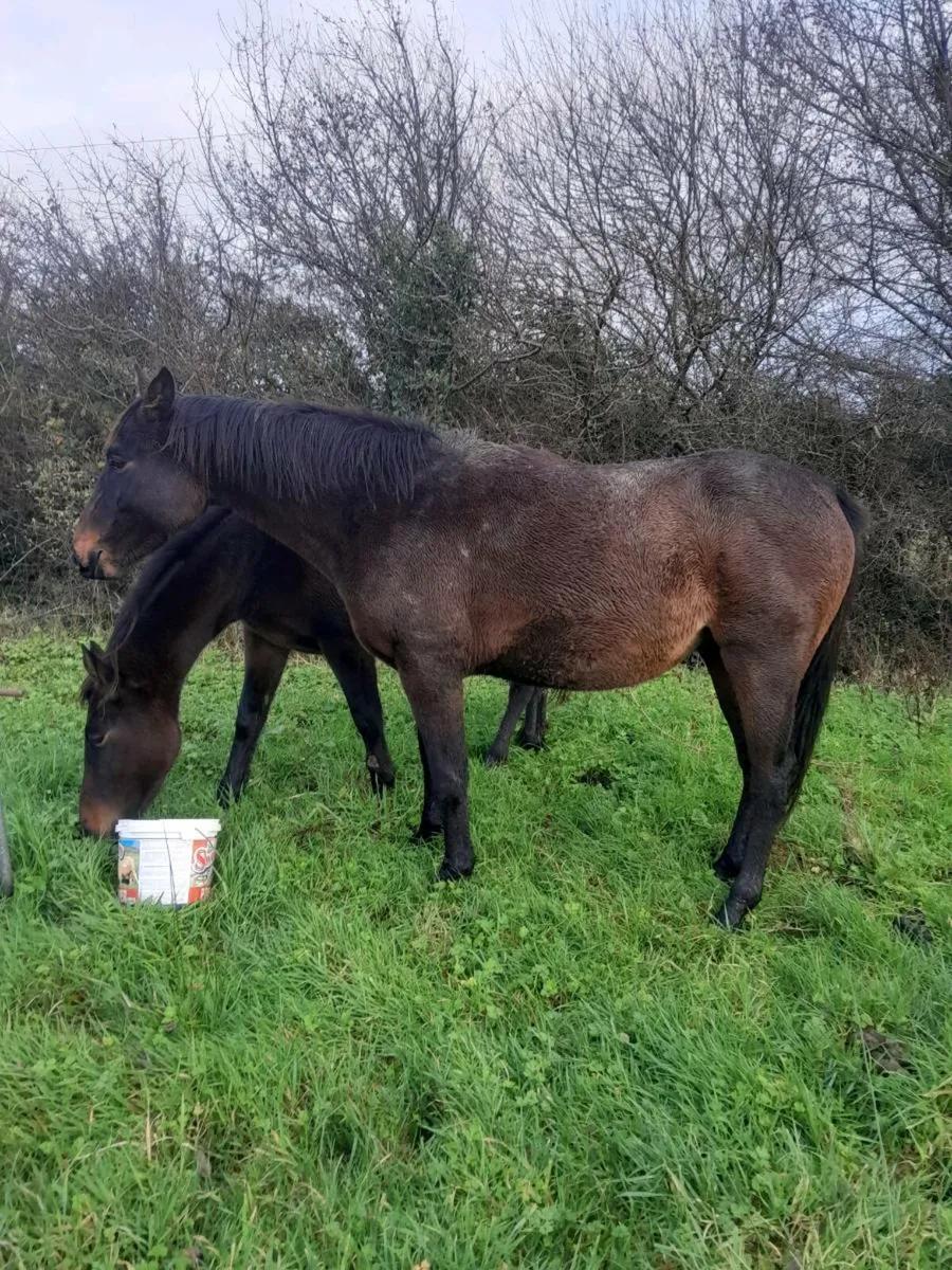 3 yr old gelding - Image 2