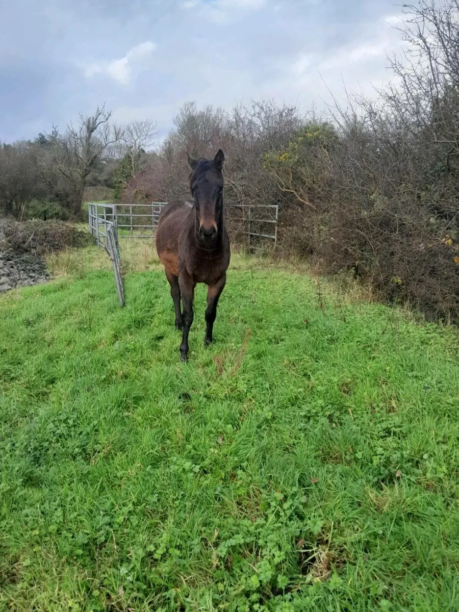 3 yr old gelding - Image 3