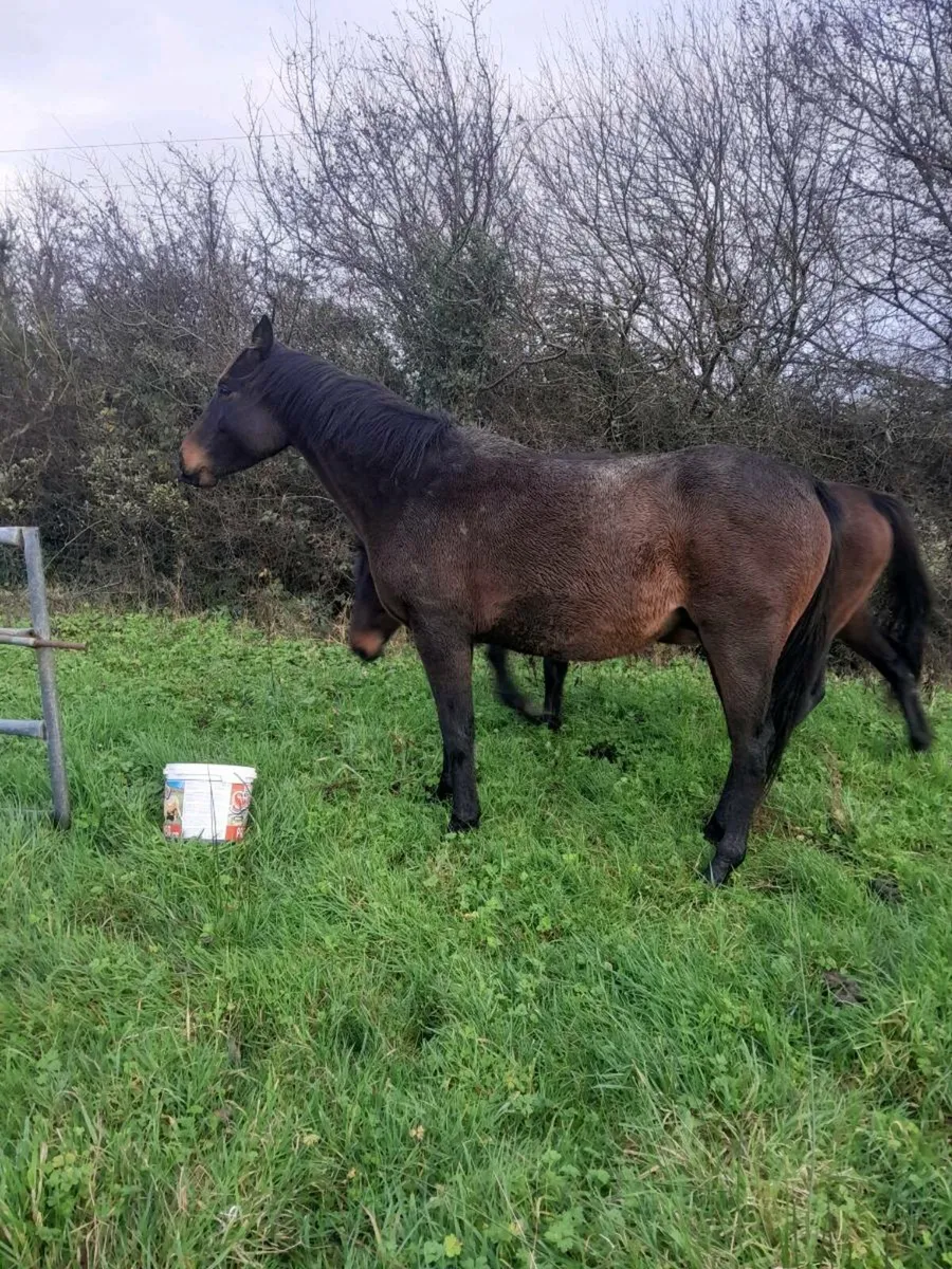 3 yr old gelding - Image 4