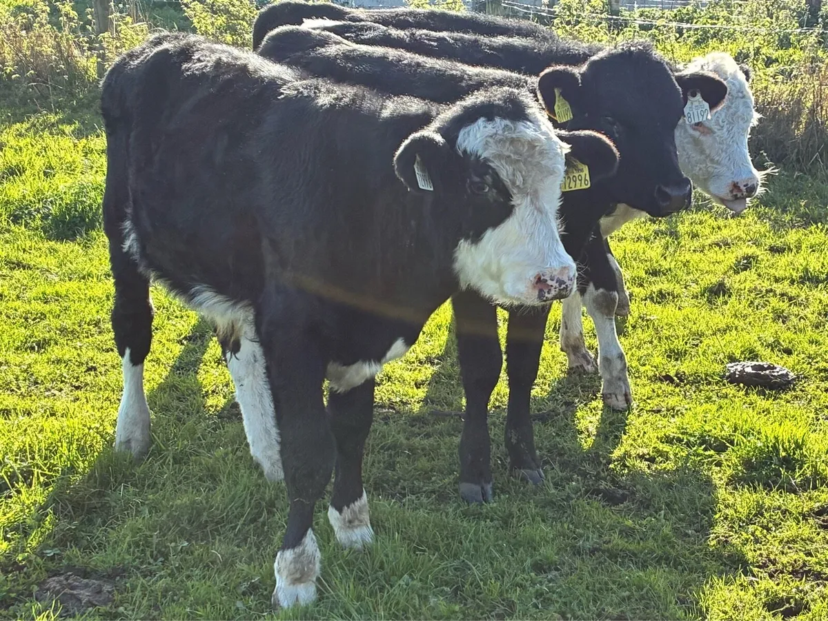 5 lovely bullocks for sale - Image 1
