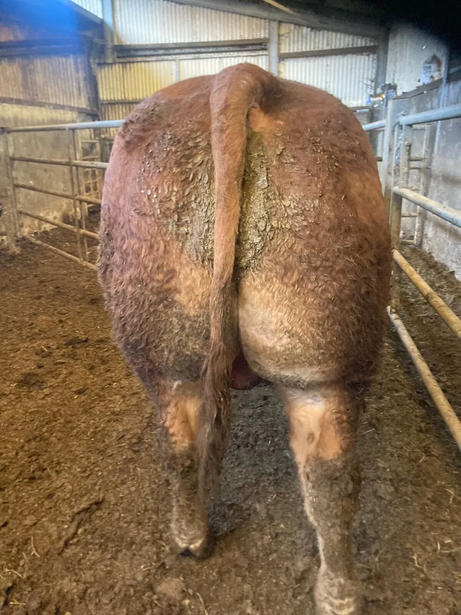 Limousine bull - Image 2