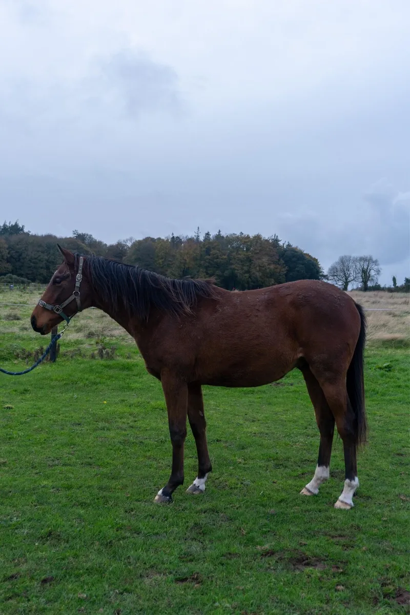 TB Yearling - Image 1