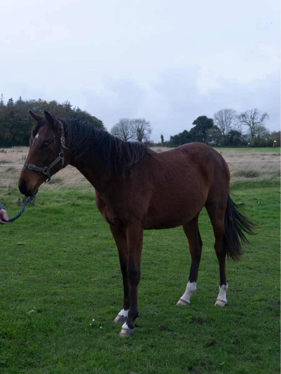 TB Yearling - Image 4