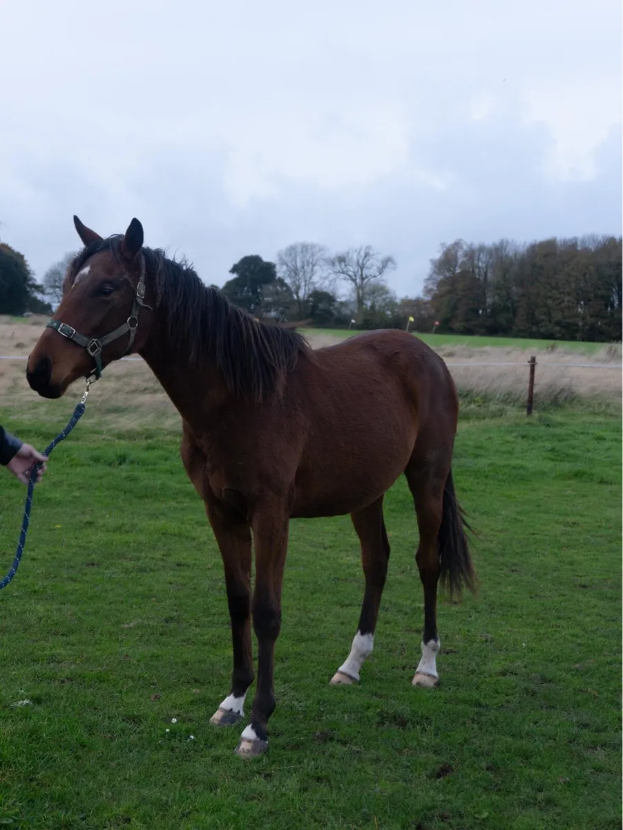 TB Yearling - Image 3