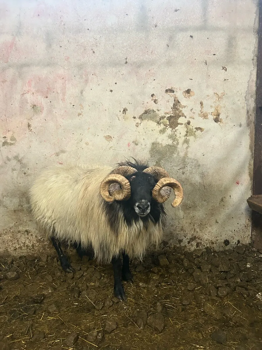 4 year old ram - Image 2