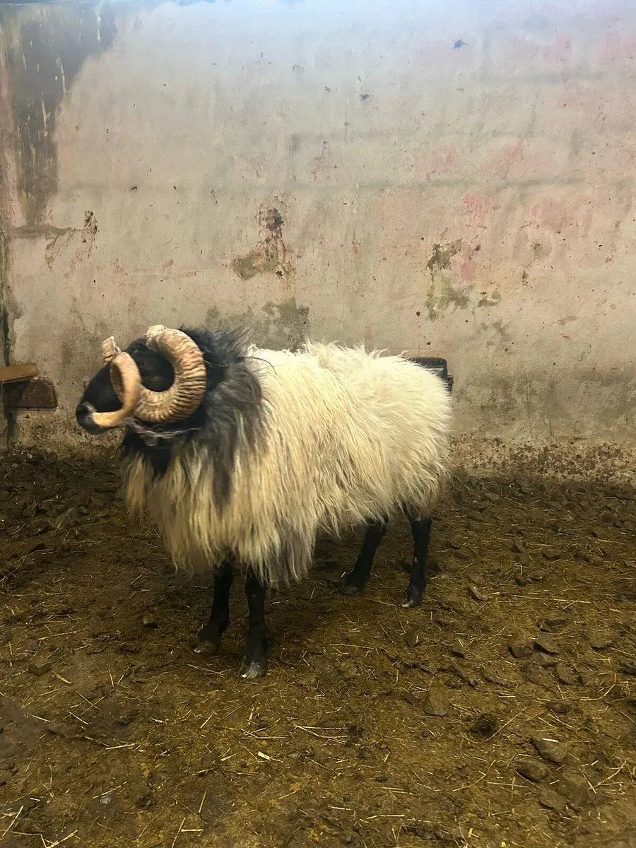 4 year old ram - Image 4