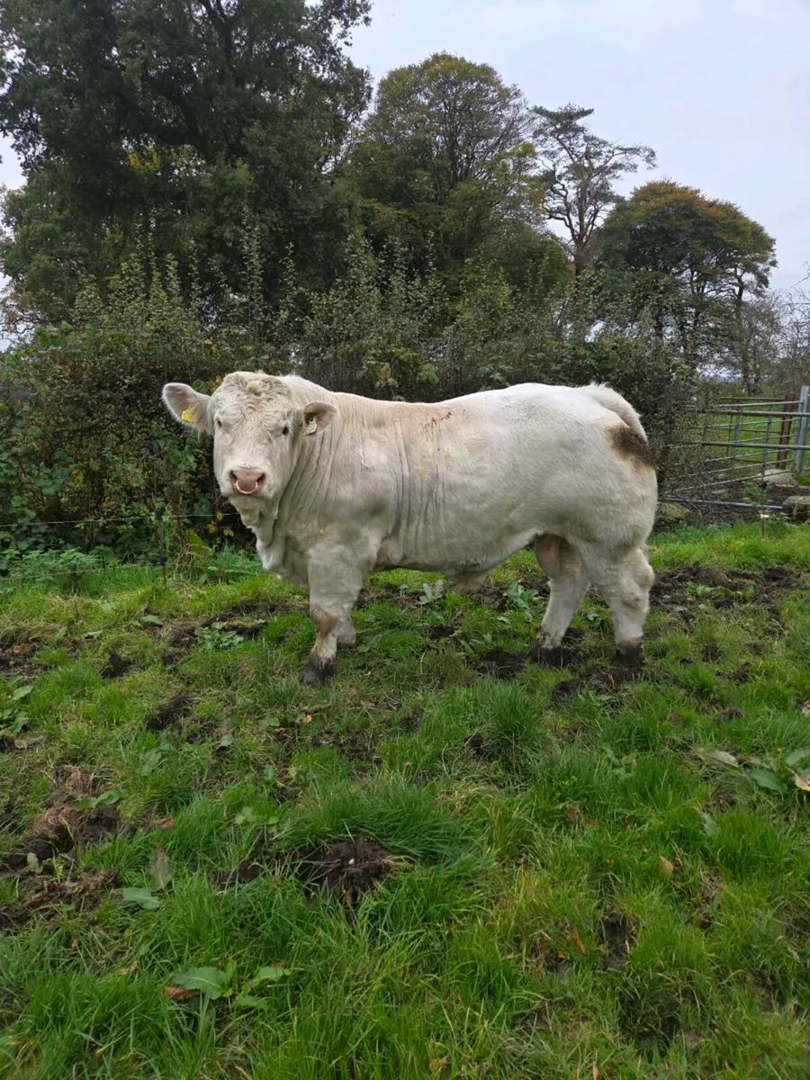 Pedigree charolais bull - Image 1