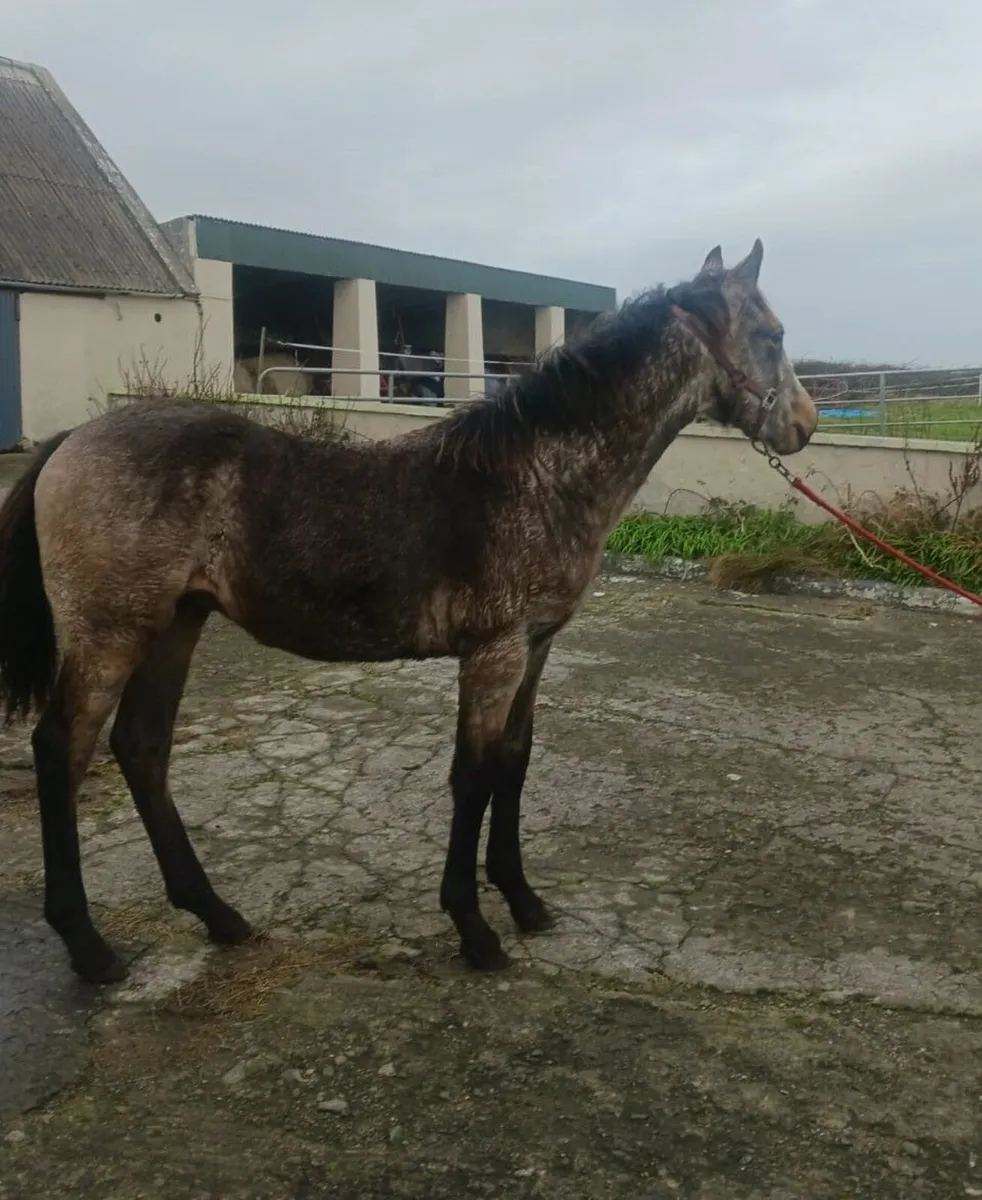 Dun Colt Foal - Image 1