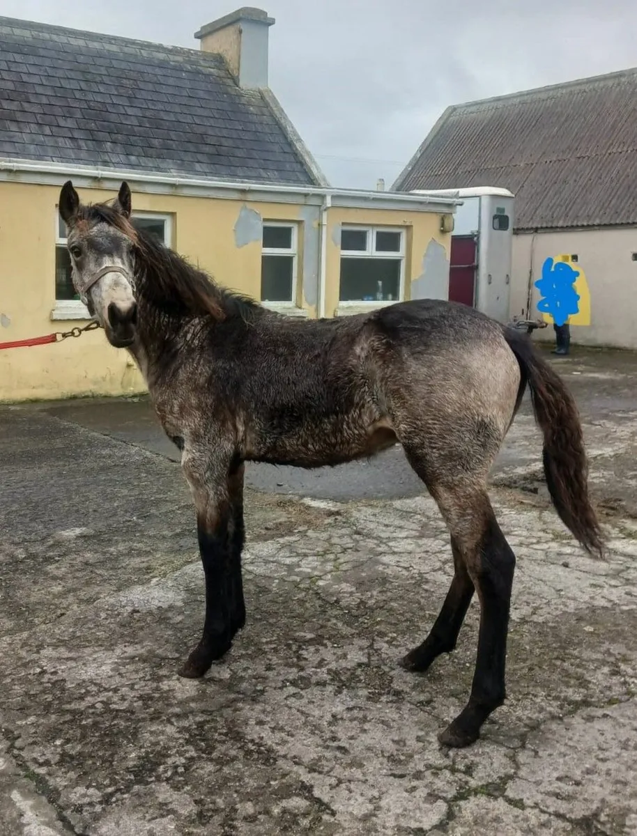 Dun Colt Foal - Image 2