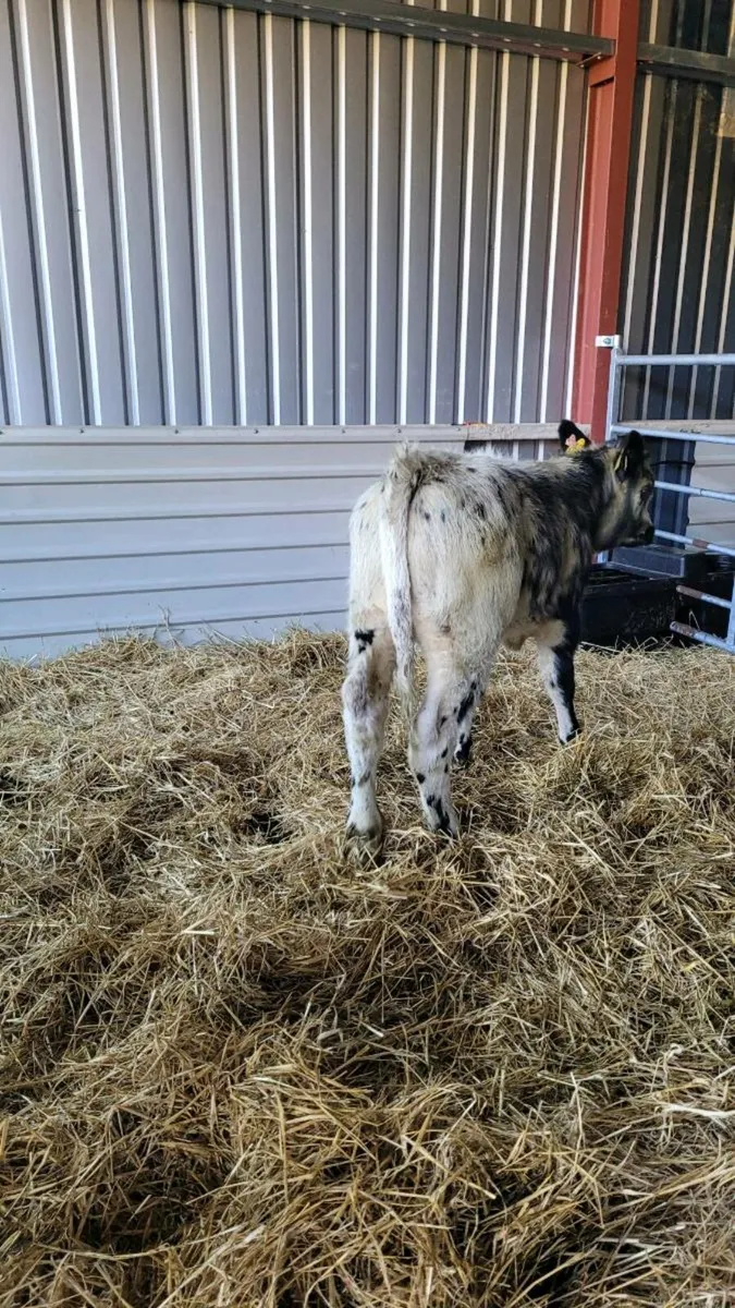 Weanling bulls - Image 3