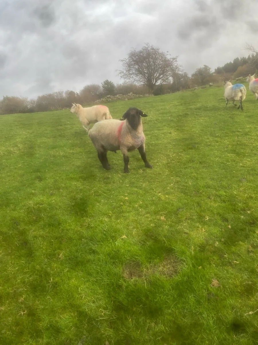 Pb Suffolk ram - Image 2