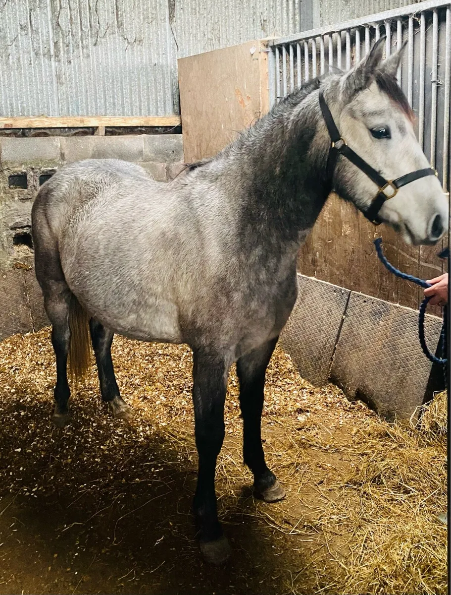 Future top class performance mare - Image 1