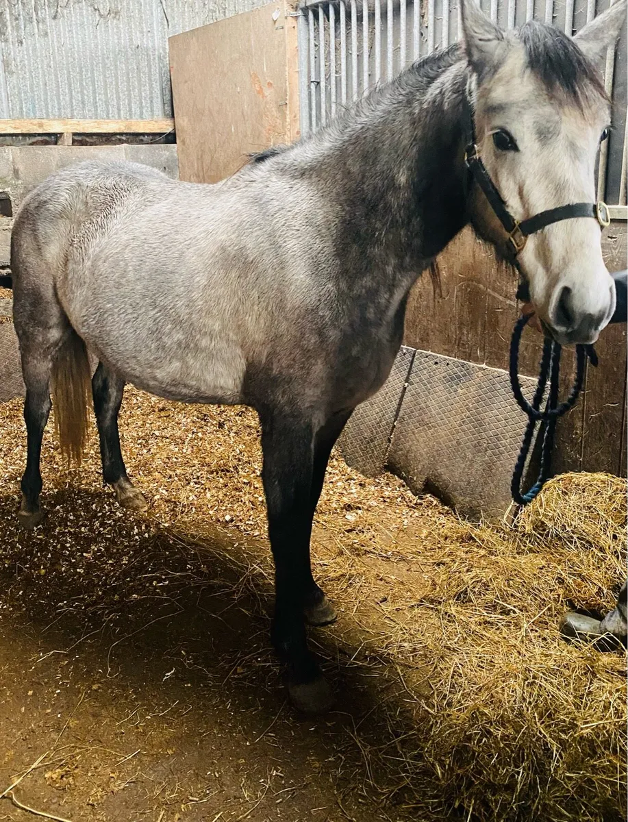 Future top class performance mare - Image 2