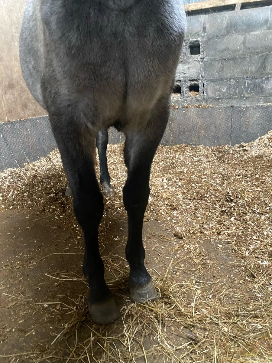 Future top class performance mare - Image 3