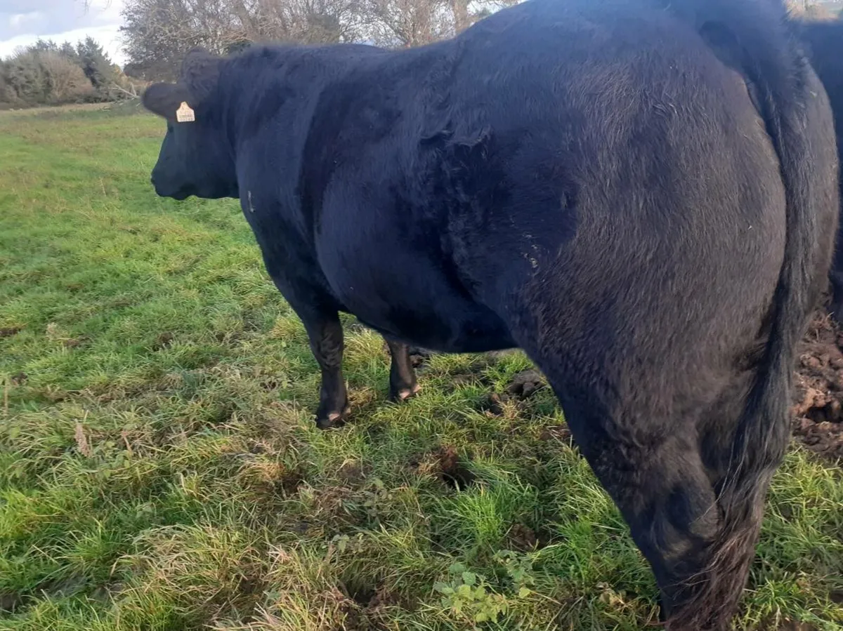 Exceptional Breeding Heifer Roscommon mart  7 nov - Image 3