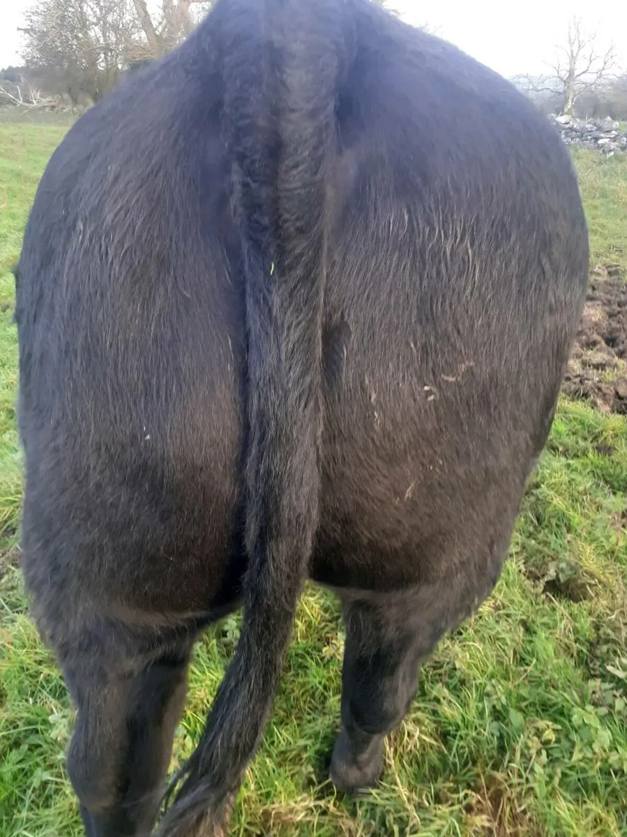 Exceptional Breeding Heifer Roscommon mart  7 nov - Image 4