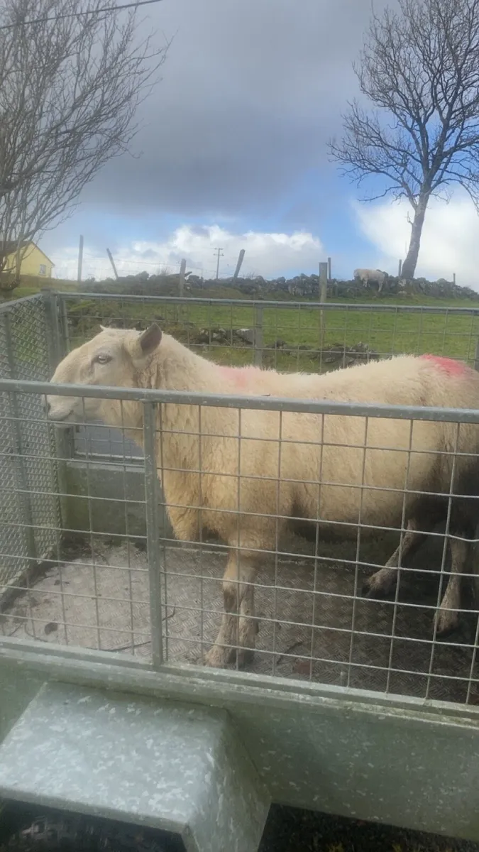 Cheviot Ram