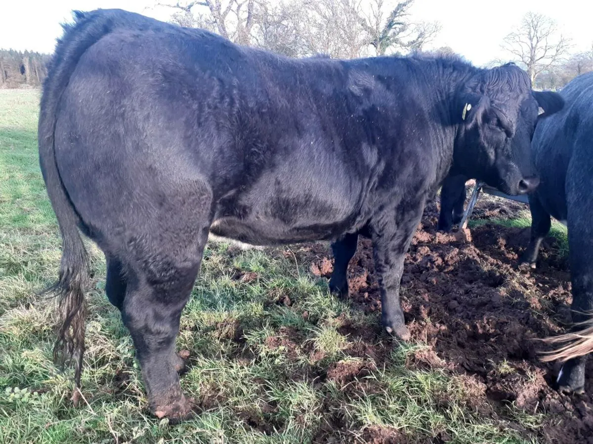Exceptional Breeding Heifer Roscommon mart  7 nov - Image 4