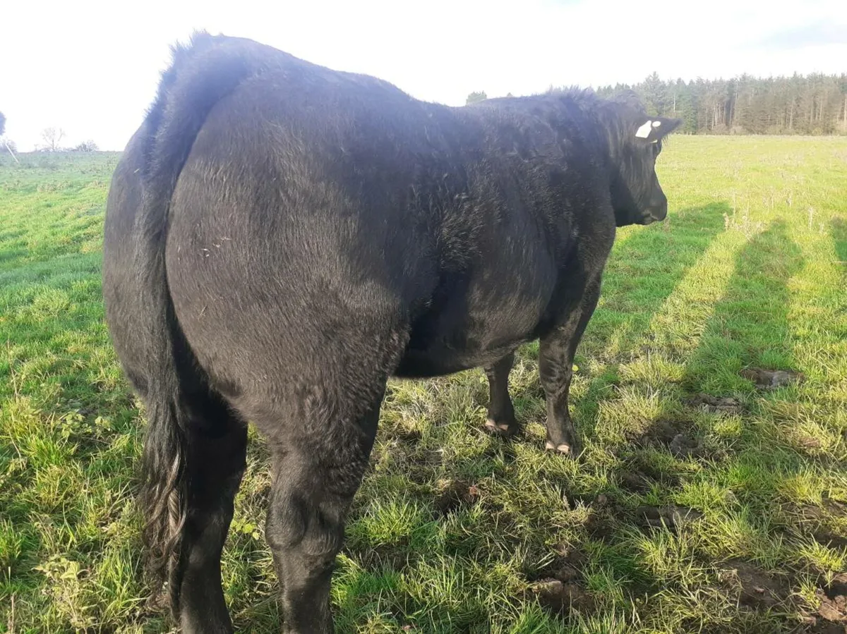 Exceptional Breeding Heifer Roscommon mart  7 nov - Image 2
