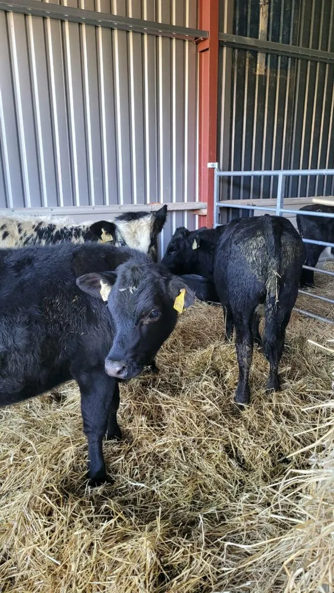 Weanling bulls - Image 4