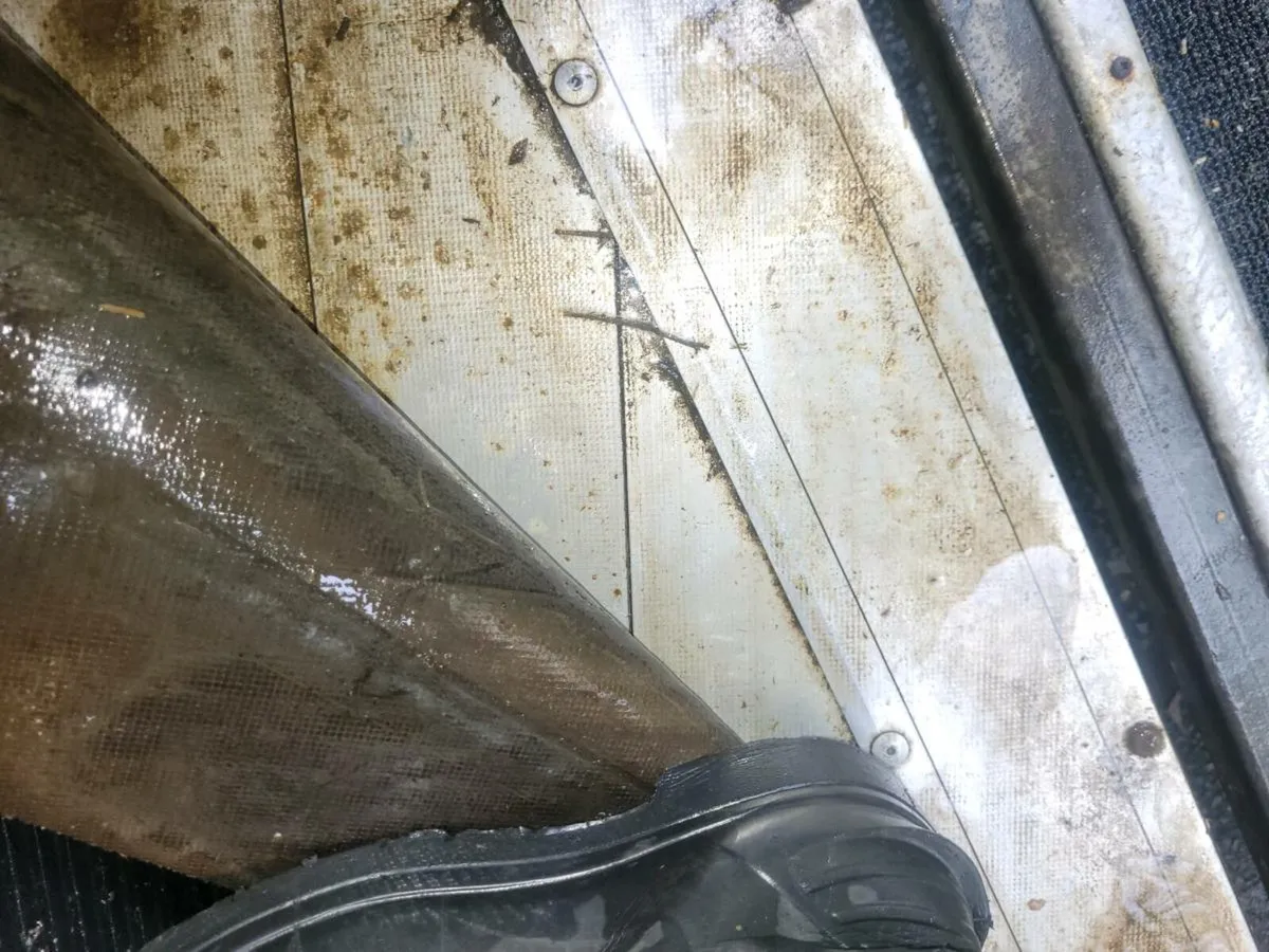 Ifor Williams 505 horse box with aluminium floor - Image 4