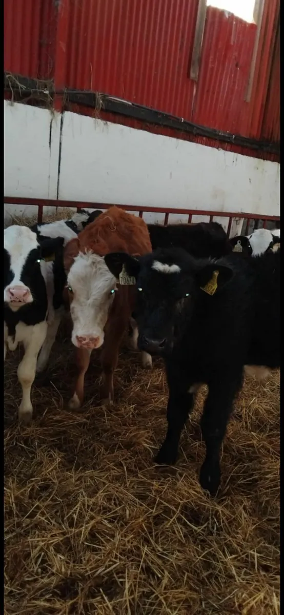 Strong calves - Image 2