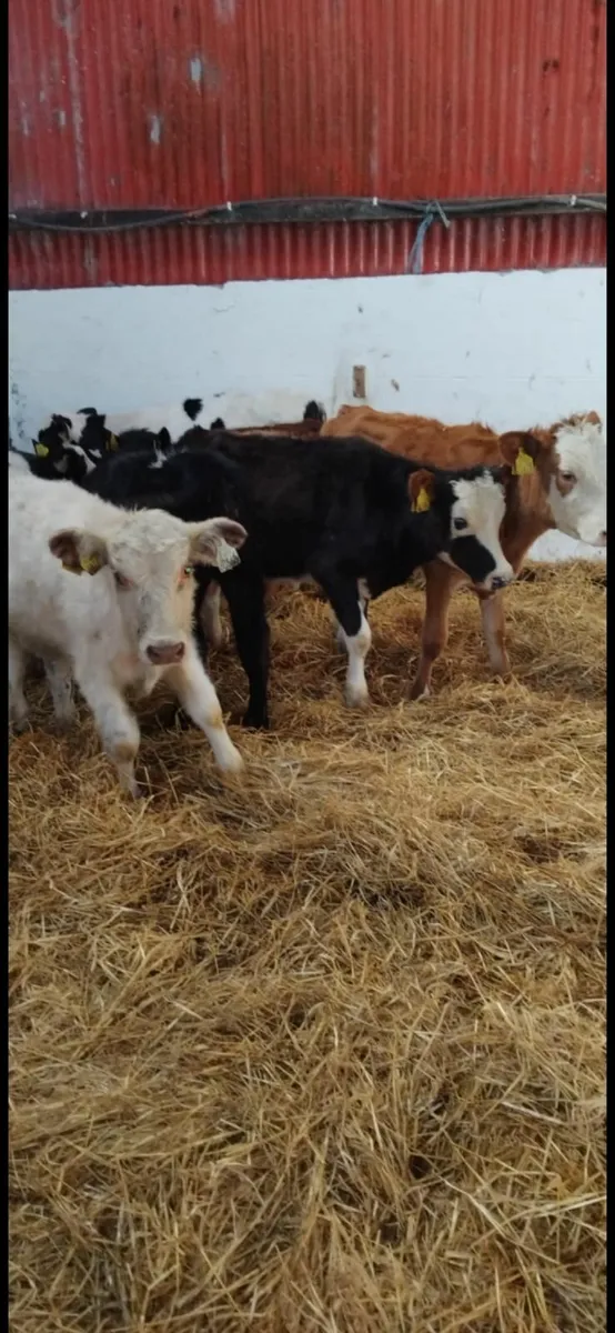 Strong calves - Image 3