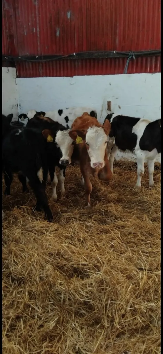 Strong calves - Image 4