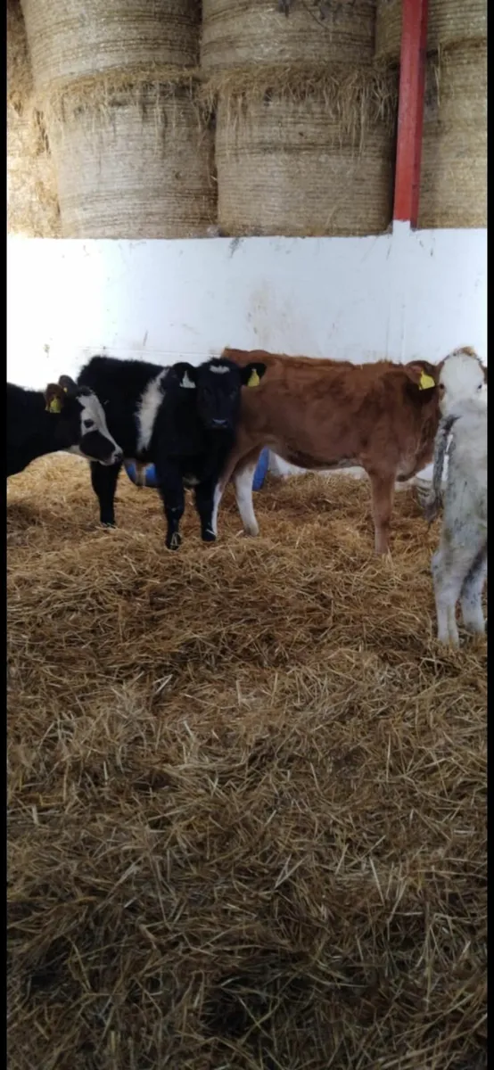 Strong calves - Image 1