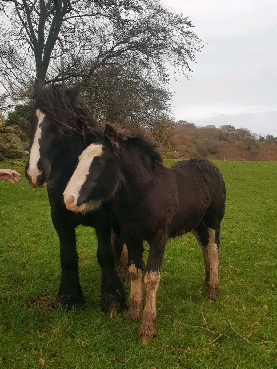 Cob colt foal - Image 2