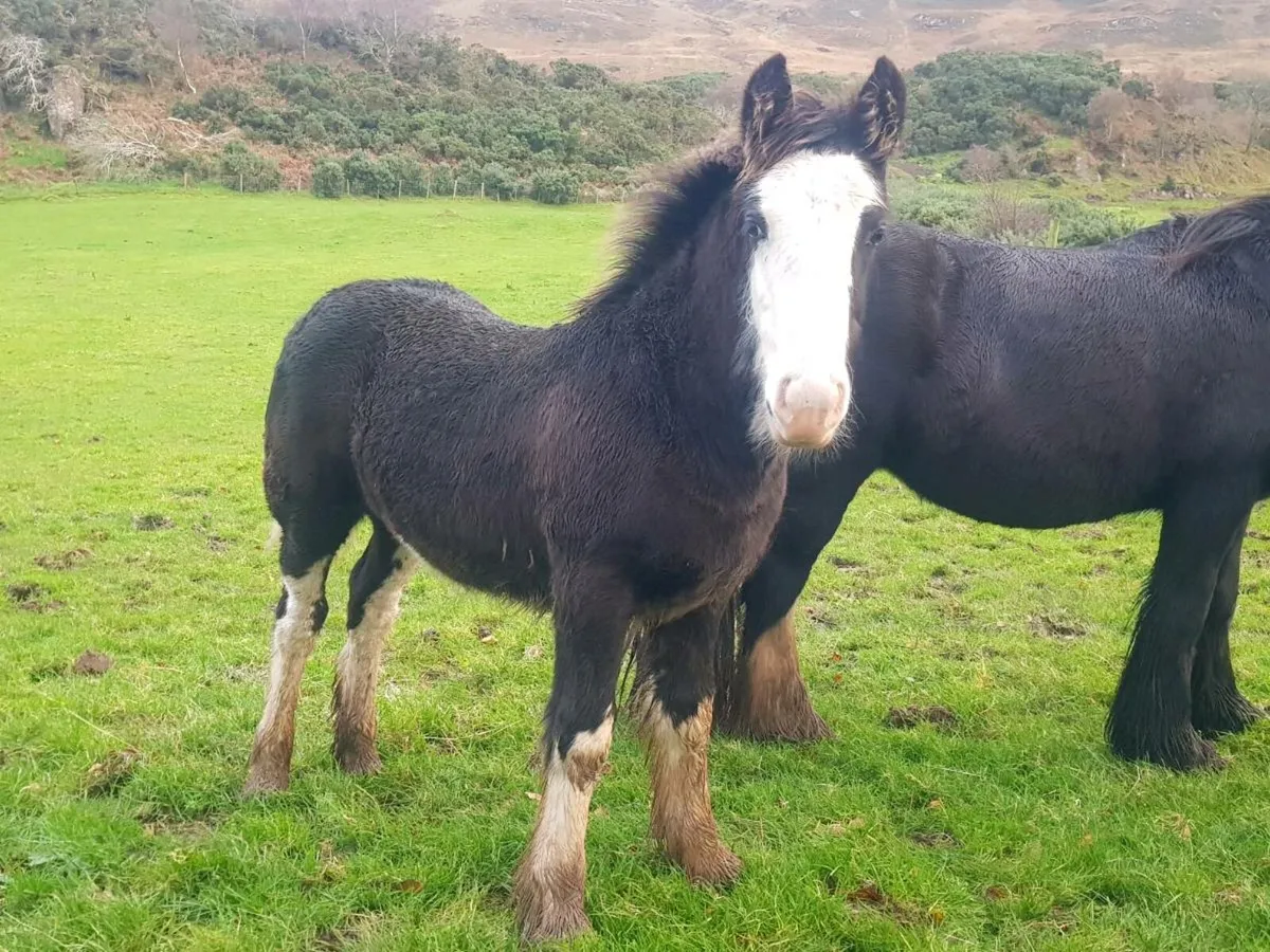 Cob colt foal - Image 3