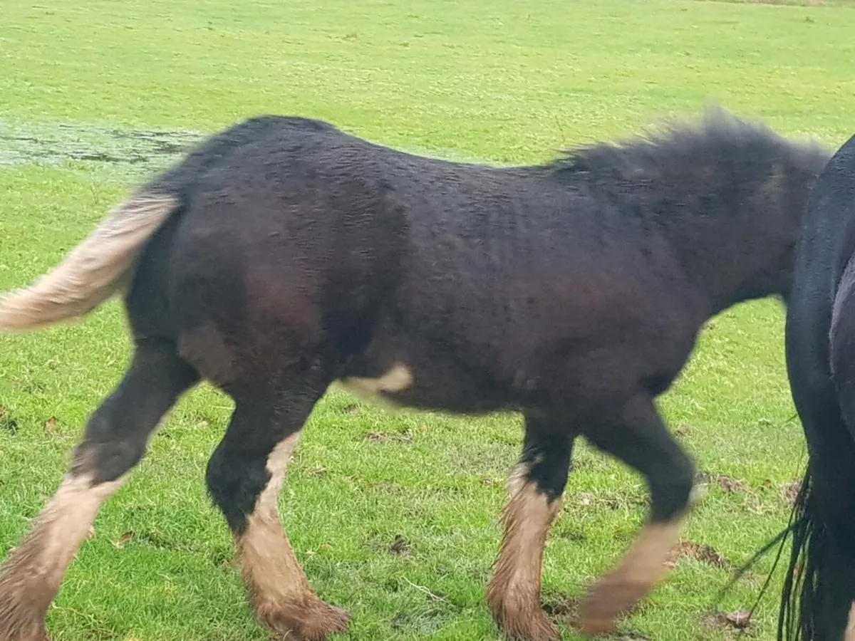 Cob colt foal - Image 4