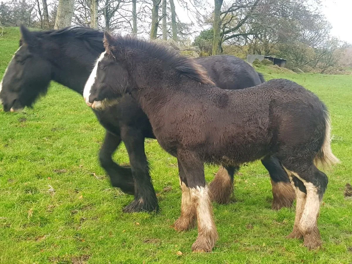 Cob colt foal - Image 1