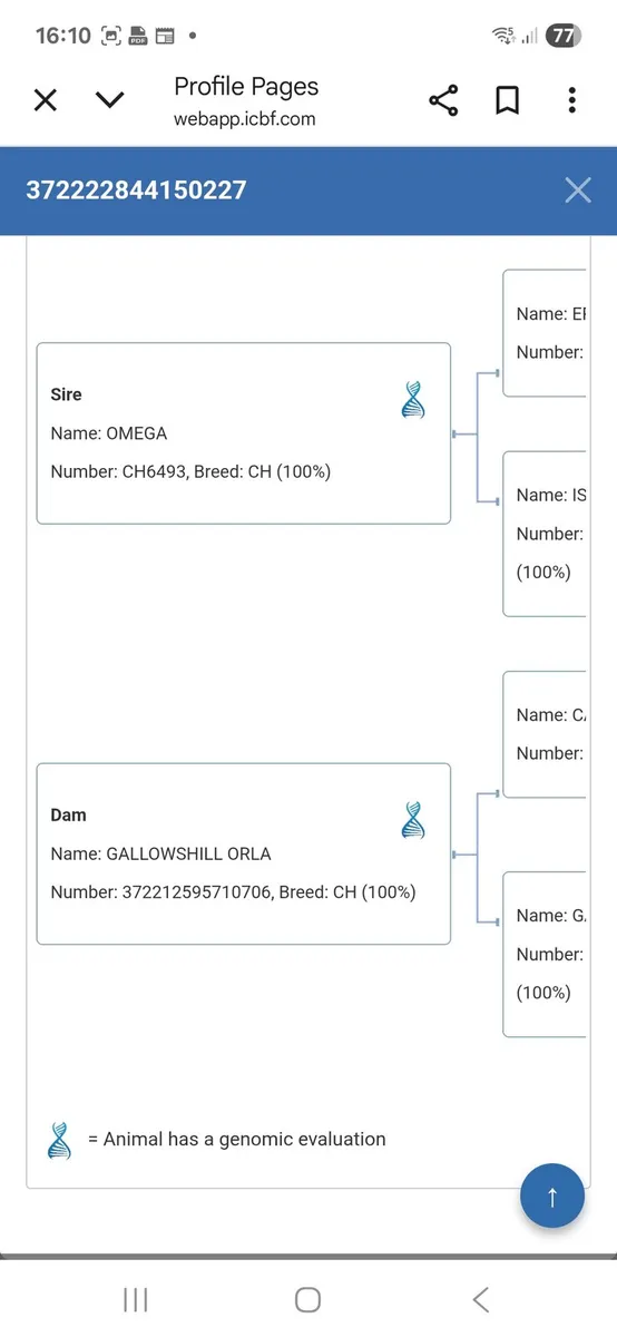 PBR Bull weanling - Image 2