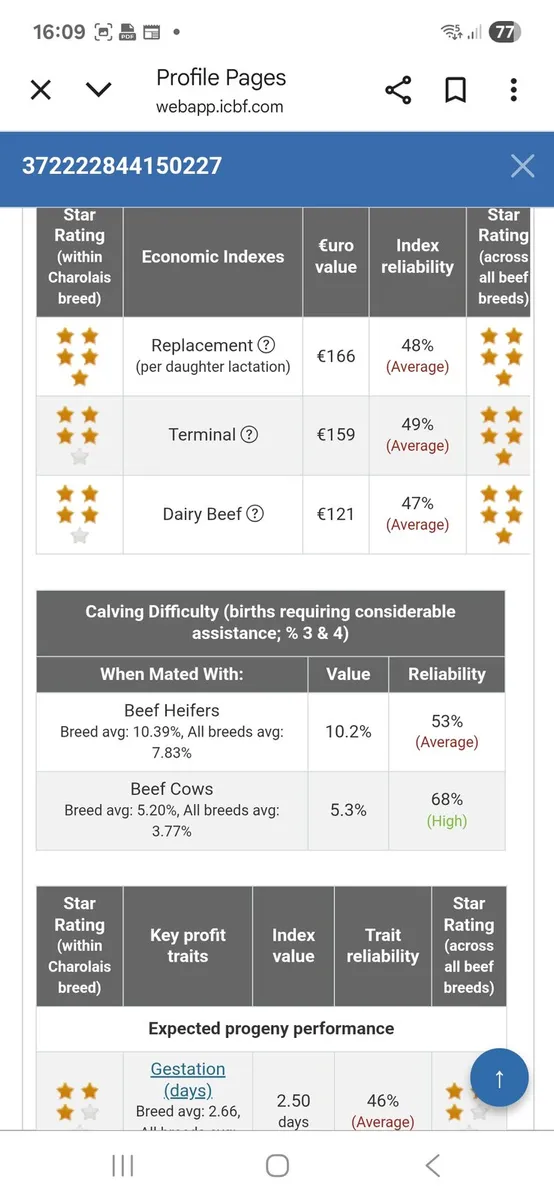 PBR Bull weanling - Image 3