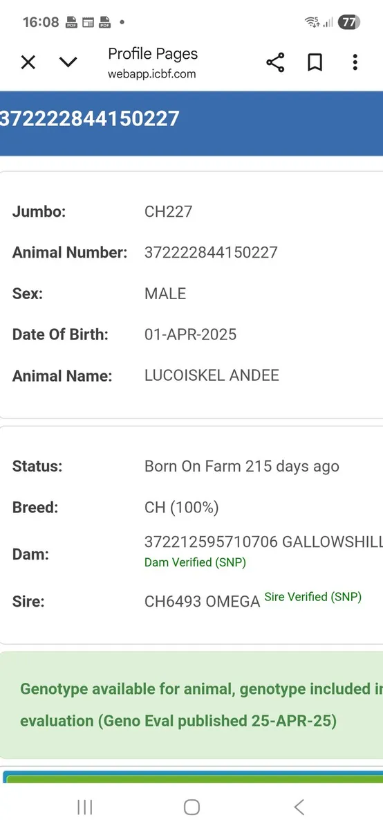 PBR Bull weanling - Image 4