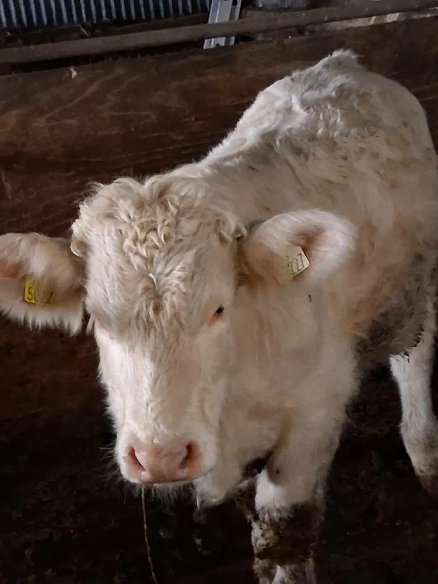 PBR Bull weanling - Image 1