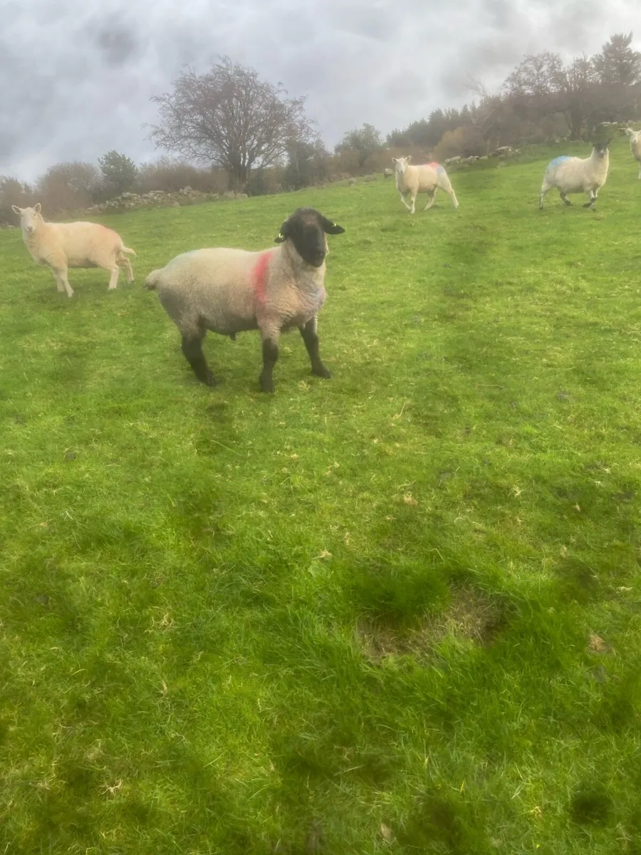 Pb Suffolk ram - Image 1